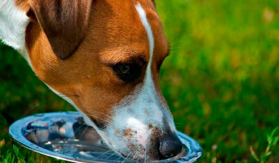 Ingesta de agua en mascotas