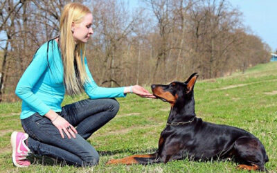 ¿Tu perro no te hace caso? ¡Mira estos consejos!